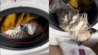 9个月大猫咪遭洗衣机翻滚55分钟 奇迹活下来