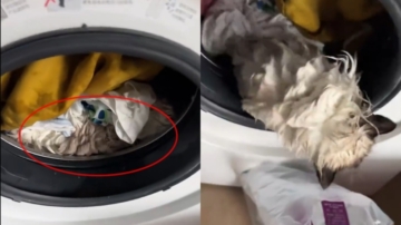 9个月大猫咪遭洗衣机翻滚55分钟 奇迹活下来